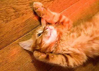Close-up of ginger cat lying
