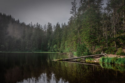 Scenic view of lake amidst trees in forest