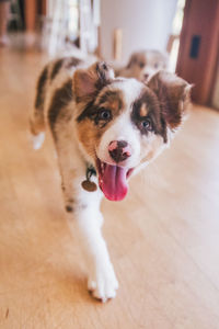 Portrait of dog sticking out tongue at home