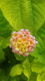 Close-up of flowers