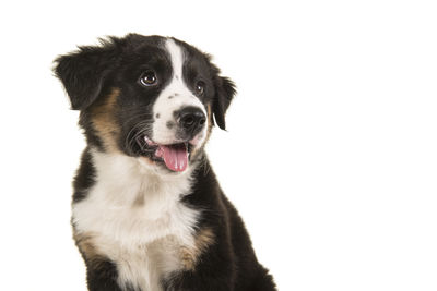 Close-up portrait of a dog over white background