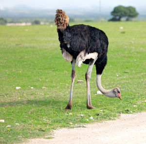 Horse standing in a field