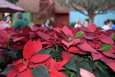 Close-up of red leaves