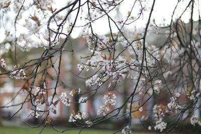 Close-up of cherry blossom tree