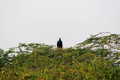 Bird perching on a tree