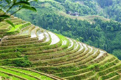 High angle view of rice paddy