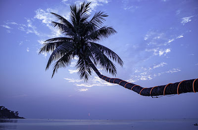 Low angle view of palm tree by sea against sky