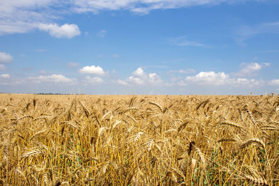 Scenic view of wheat field against sky