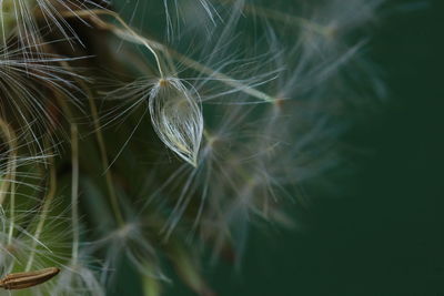 Close-up of dandelion against blurred background