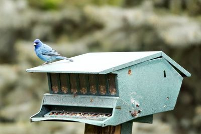 Close-up of bird perching on wood