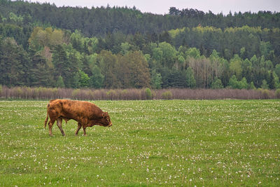 Sheep in a field