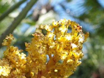 Close-up of flower against blurred background