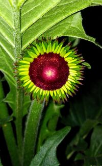 Close-up of passion flower