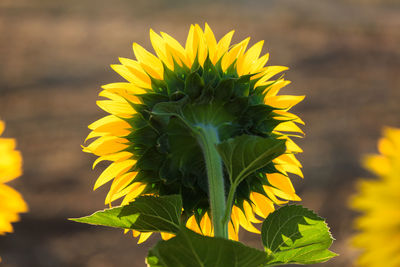 Close-up of yellow flower blooming outdoors