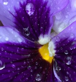 Macro shot of yellow flower