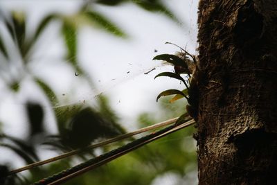 Close-up of insect on tree trunk