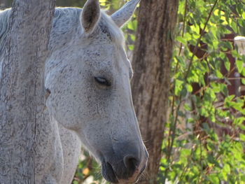 Close-up of horse on field