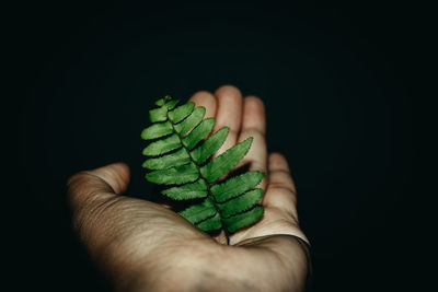 Close-up of hand holding leaves over black background