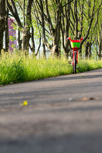 Surface level of empty road in park