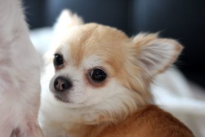 Close-up of a dog looking away