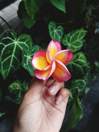 Close-up of hand holding flower