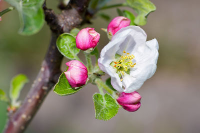 Close-up of pink flowers blooming outdoors