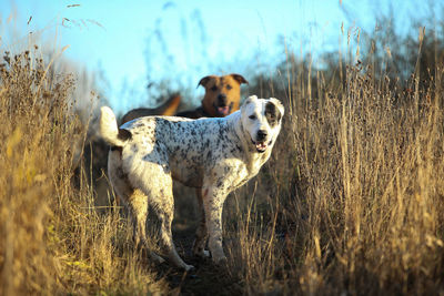 Dog standing in field