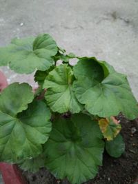 High angle view of fresh green plant