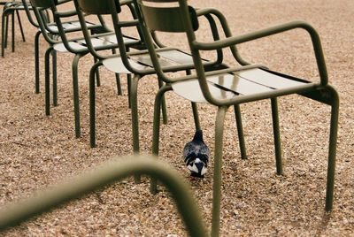 Bird below empty chairs