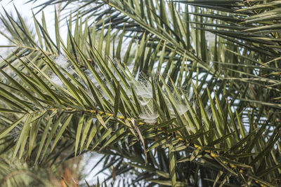 Date palm trees. khulna, bangladesh.