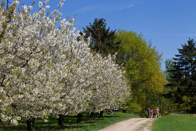 Scenic view of flowering plants and trees on field against sky