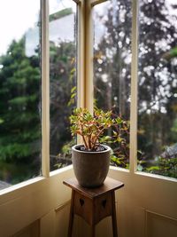 Close-up of potted plant against window