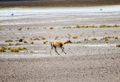 Side view of sheep walking on beach