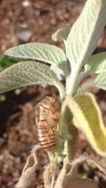 Close-up of insect on plant