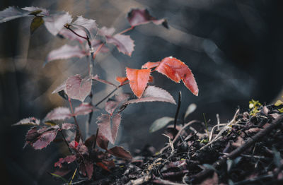 Close-up of flowers blooming on tree