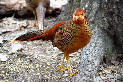 Close-up of pheasant