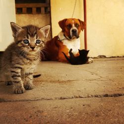Portrait of cat sitting outdoors