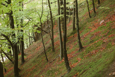 Trees in forest