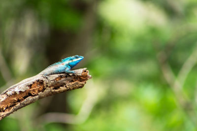 Close-up of a bird perching on branch