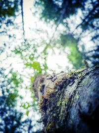 Low angle view of moss growing on tree trunk