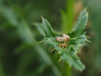 Close-up of insect on plant