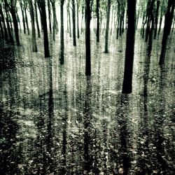 Reflection of trees in water