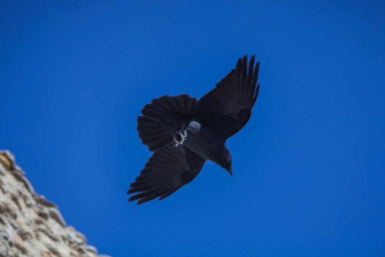 LOW ANGLE VIEW OF BIRD FLYING