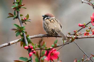 Close-up of bird perching on tree
