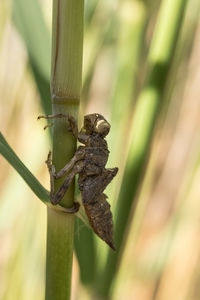 Close-up of insect on plant