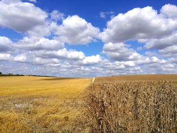 Crop fields on sunny day with blue sky and clouds- east anglia uk england