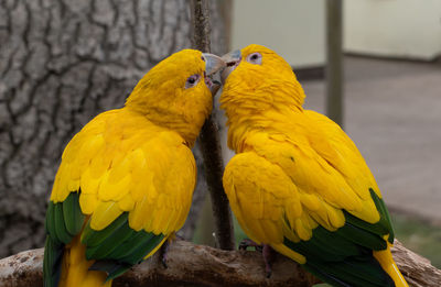 yellow