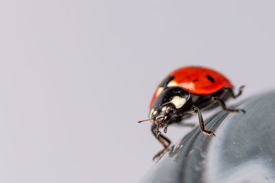 Close-up of ladybug against white background