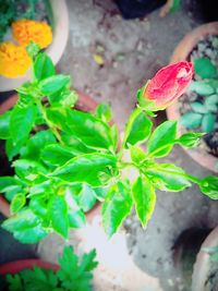 Close-up of flower plant