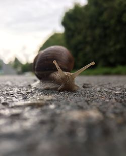 Close-up of snail on ground